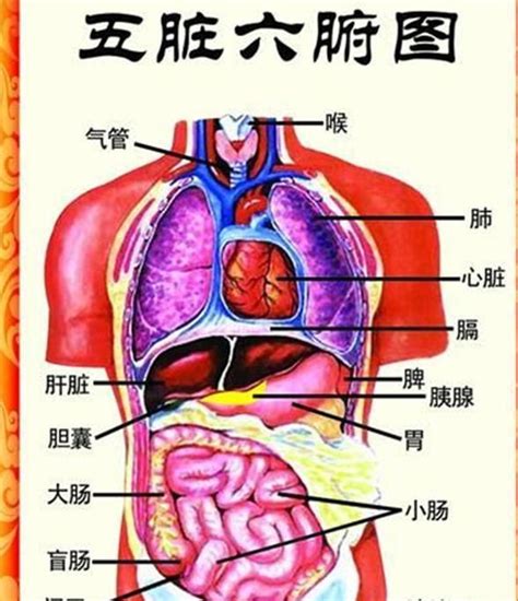 脾胃位置